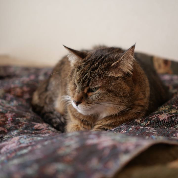 95c4109b ad2b 47fc 8f56 7b5021b9415b 1739786447680