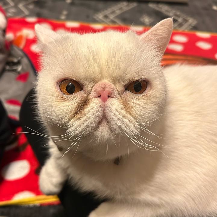 95c449b3 5773 4ef1 a915 748b8129efd1 1768040920870