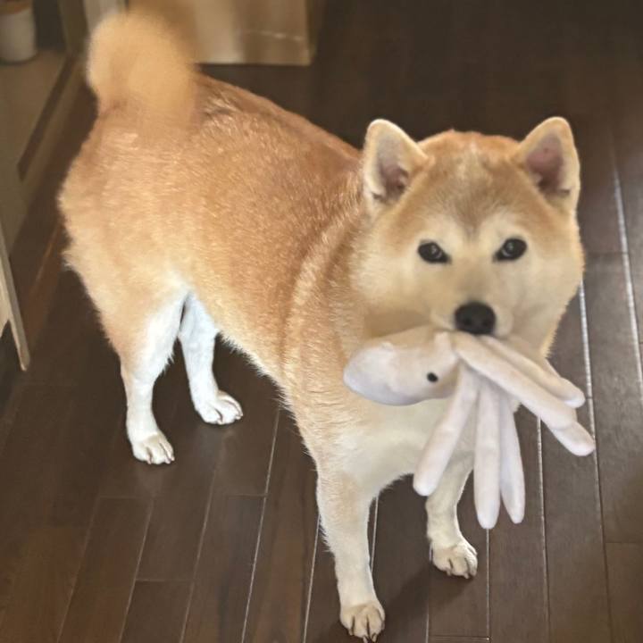 95c56ebb 4586 458c af5d f3bfcc6ea875 1739070844528