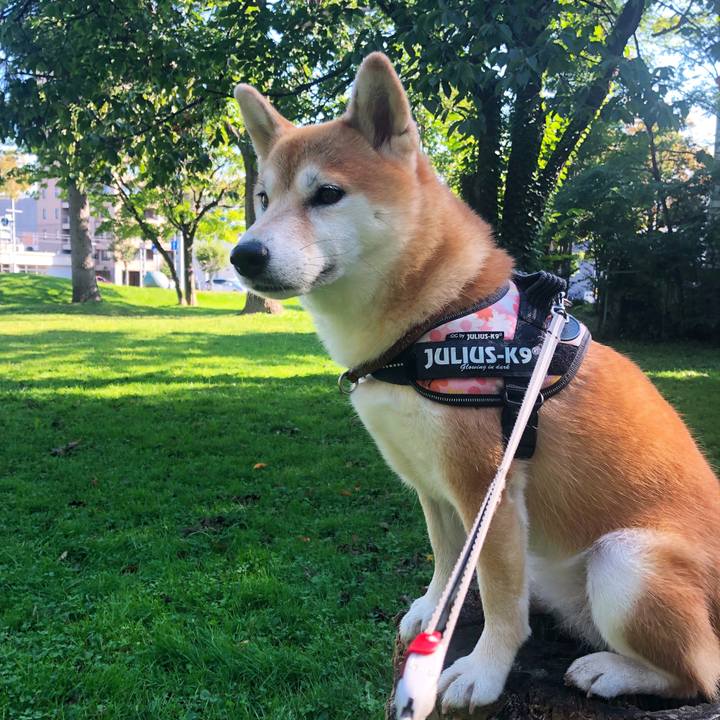 95c9b6e1 84dc 4dcb 89fc f38eda427209 1537080275774