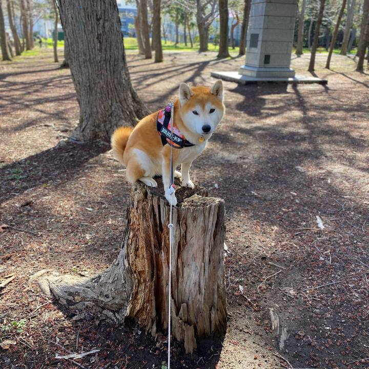 95cb265f 8c77 4408 95f5 f58f23ae8b1d 1619399673921