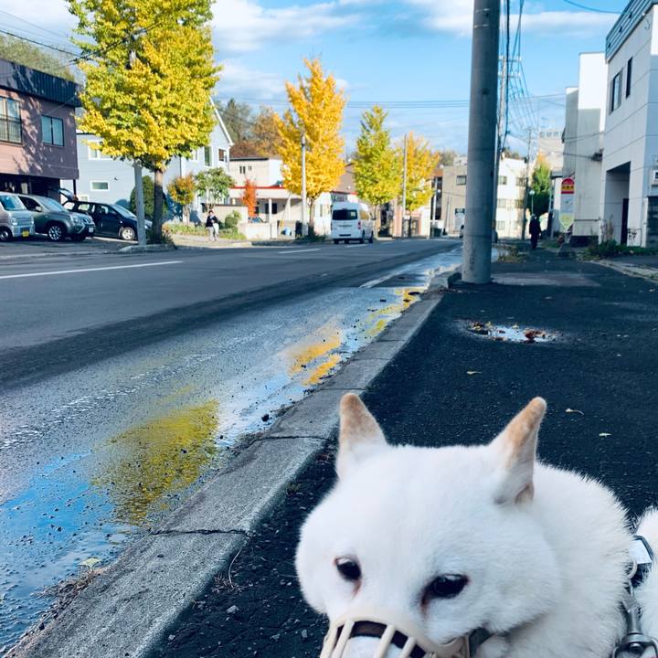 95cd0f3e a044 4693 a8ea 83a3b21bd1c5 1603952135297