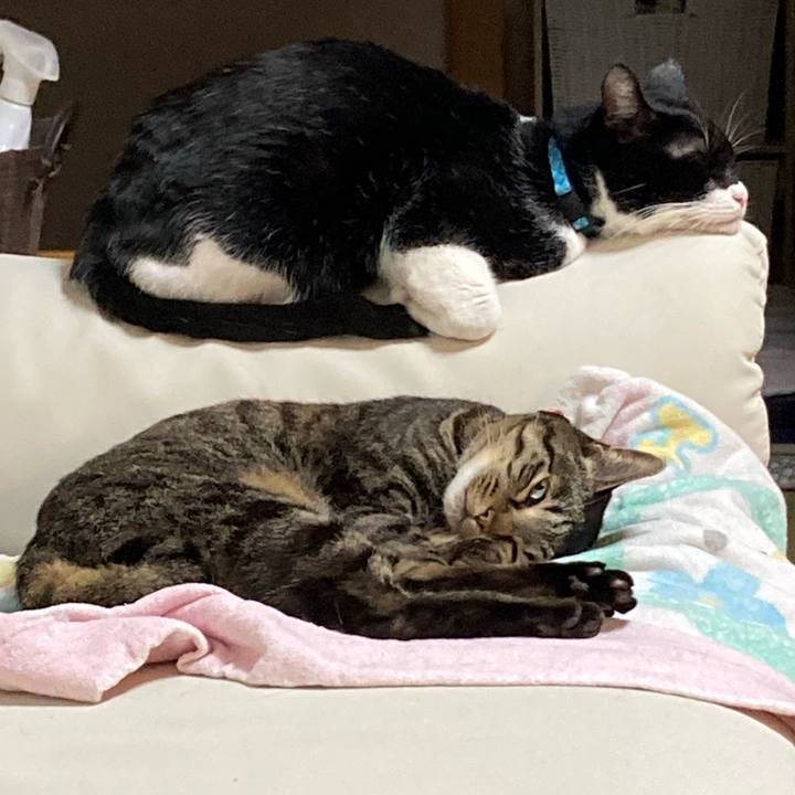 95cd8f48 33dc 4a3a 8184 89d6acf1d0a0 1741788691405