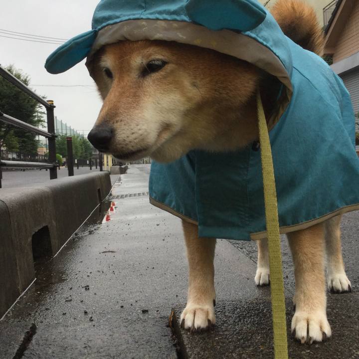 95ce8a23 cd77 4a1b 83a1 a982add27f04 1594690093338