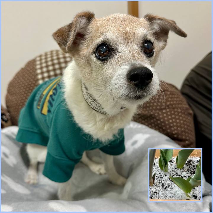 95ce902c aaff 4b7c b9b5 64c9caf1a104 1742344255592