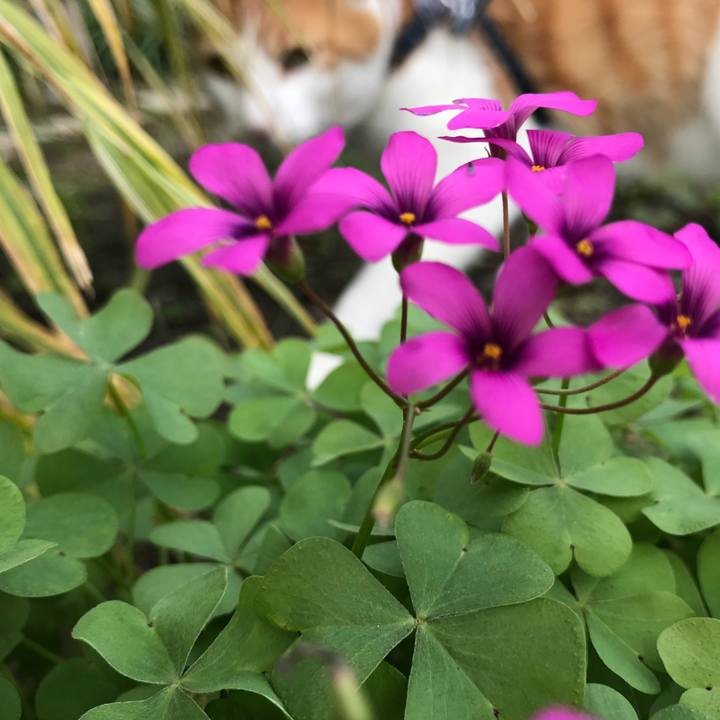 95cf218e 1adc 4e7e 872c 1f9fbbe4c06c 1509593379727