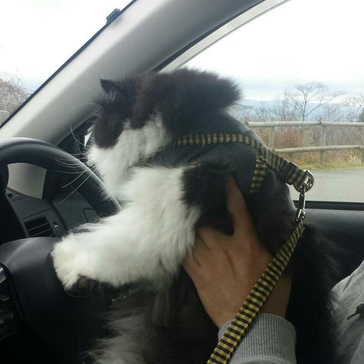 95cf443a 69e2 44f1 ba0b 1496ebe494d5 1510471097621