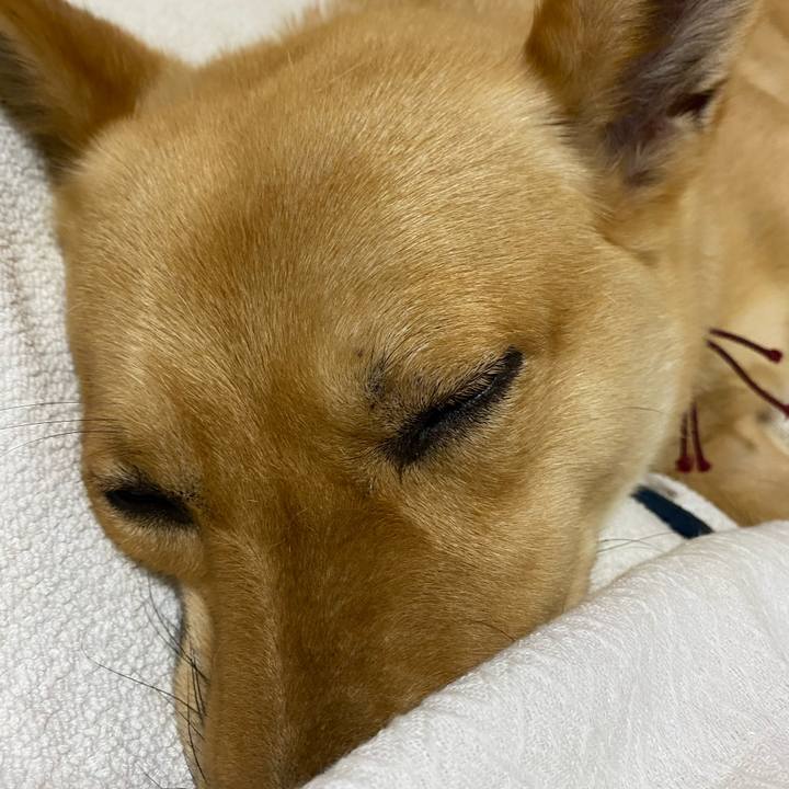 95cfa6b1 7c91 4fe0 847c ed50fb4e426e 1593694295433