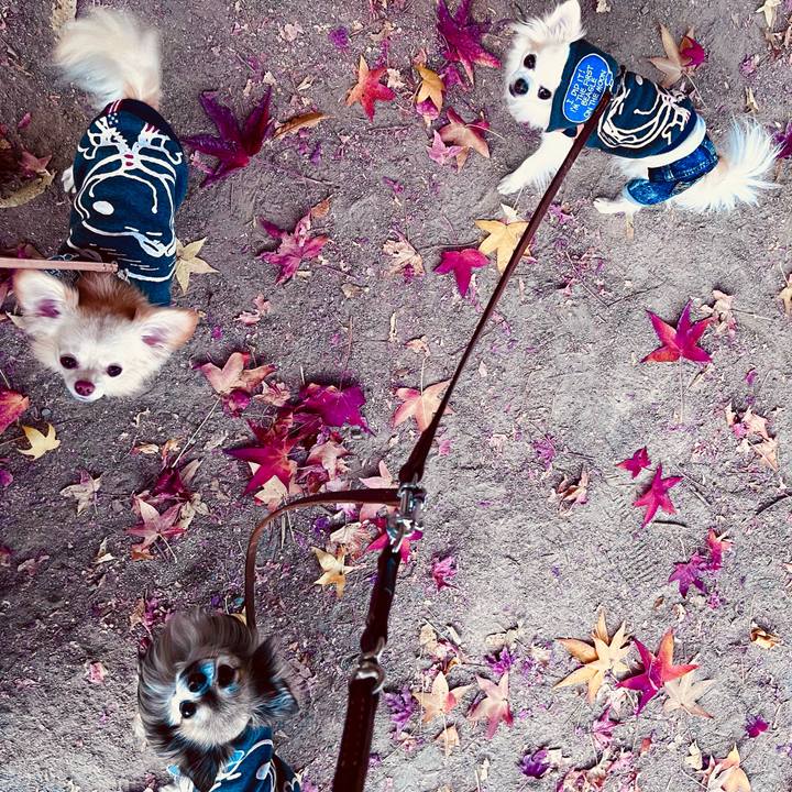 95d0cfef 4d6e 41d2 9db6 291d0e221549 1667814468326