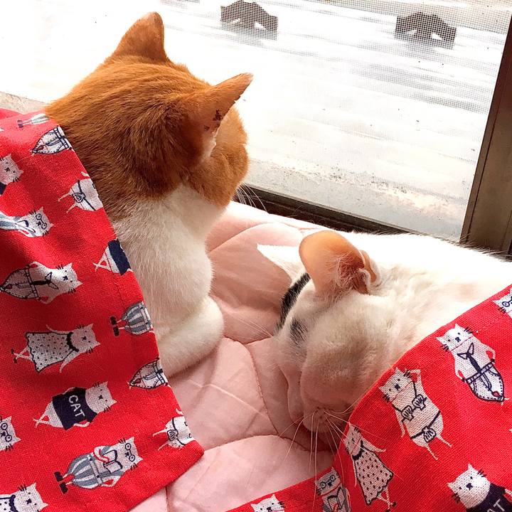 95d32c22 d813 403f 92f6 c8b1a87f9df2 1582276561562