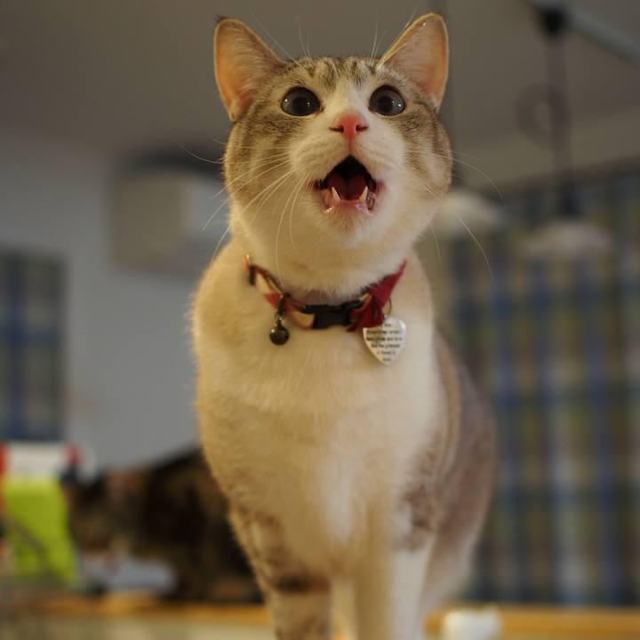 95d781fc 81e2 4874 8c33 77994a285b9e 1584869487866