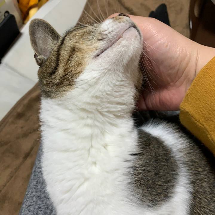 95da85c8 1552 4233 b5ef e778ddf593e5 1574991028294