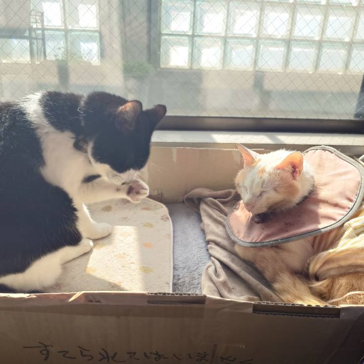 95dce827 43bb 4a2d b6e4 2c812859aed8 1761793773510