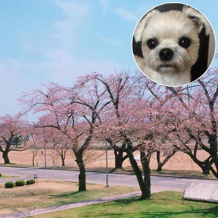 95e2eb36 4b23 40fb 9e13 908191373314 1524174290887