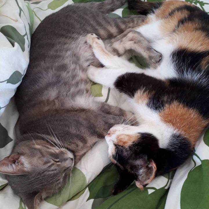 95e4b8b9 2aa5 407f 94dd 541057e8144c 1538364264355