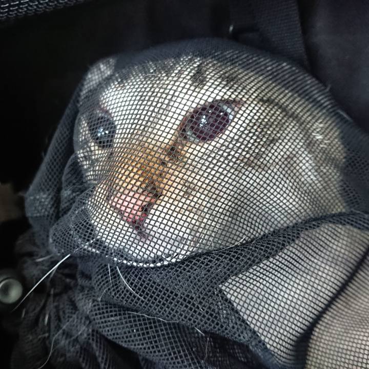 95e4fb8f da22 45eb 81fe 1d8cc29ca08a 1589018513950