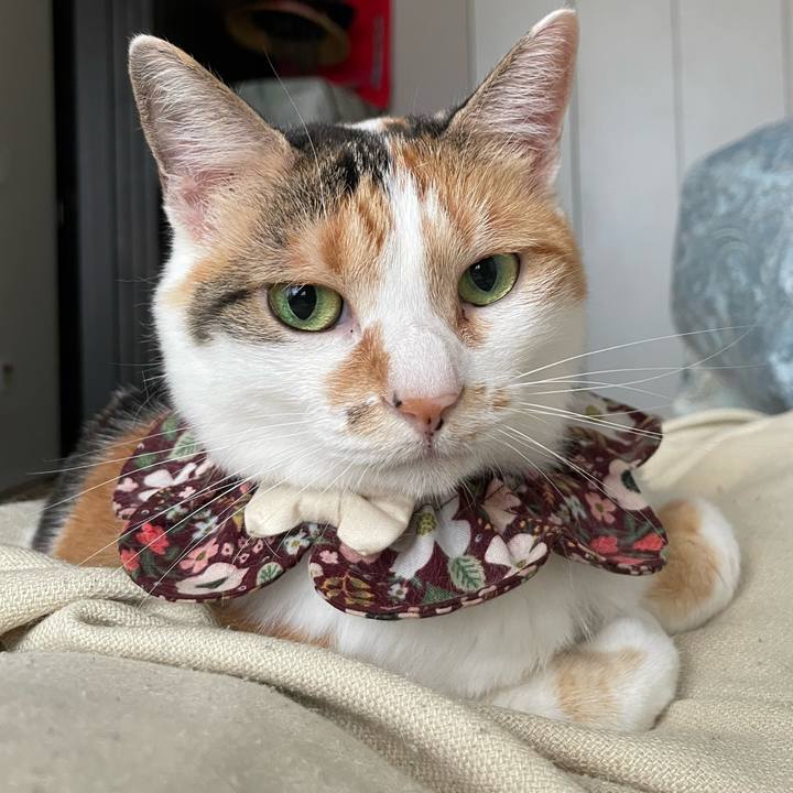 95e500a1 c120 4b14 8ac2 b302de4282e7 1752622514363