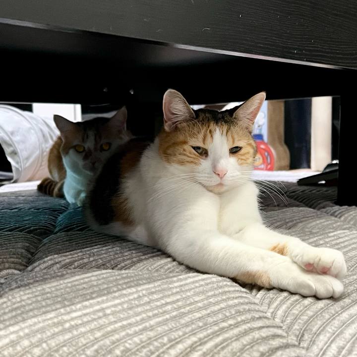 95e577a0 ca04 43b9 87f4 30af2a0c935f 1763091124954