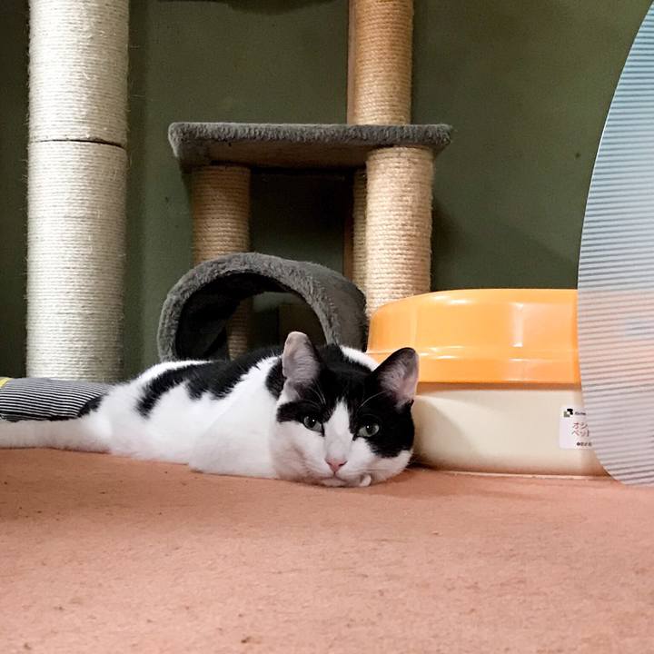 95e5a9f6 c605 4eee b9d8 c46bfacb7eee 1526396191428