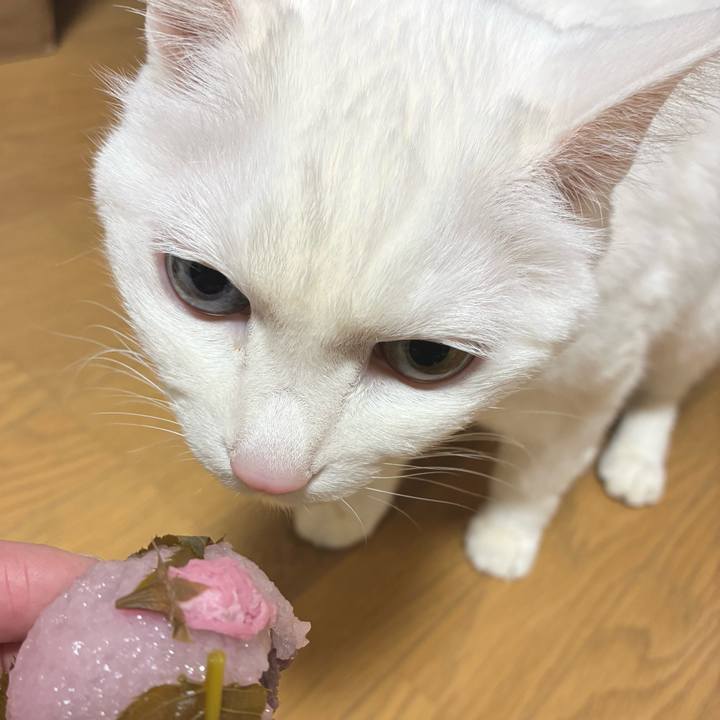 95e62c07 4a2e 4ae9 80ef 92cd7d2baf9e 1770853042362