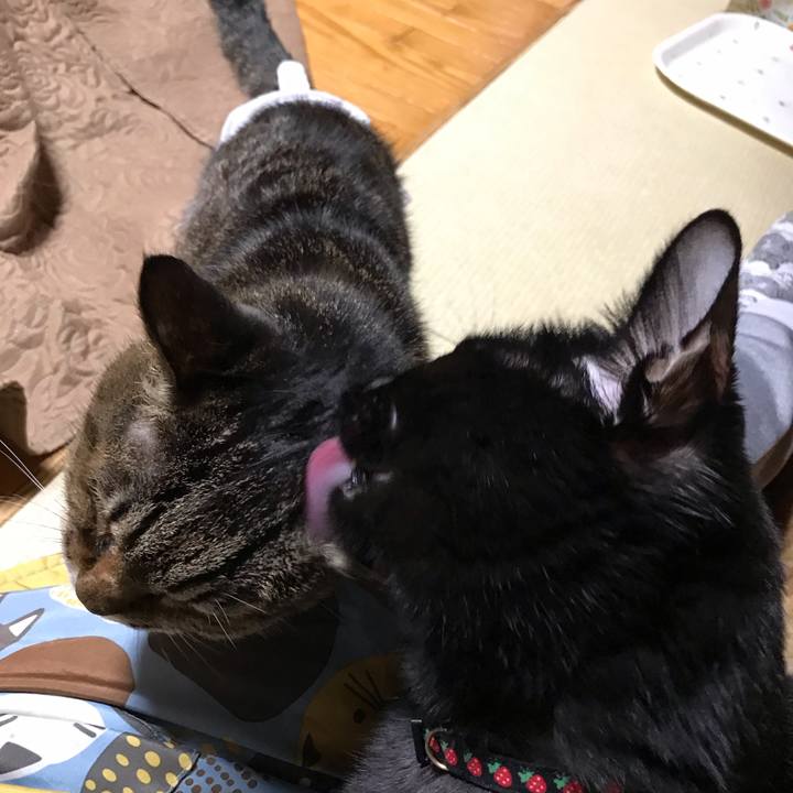 95e6707a 33f5 437a b84b 8e2d62de247e 1545227863883