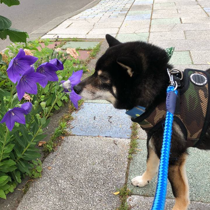 95e70a95 8e36 47cf 8117 6f40c9db5feb 1532590083867