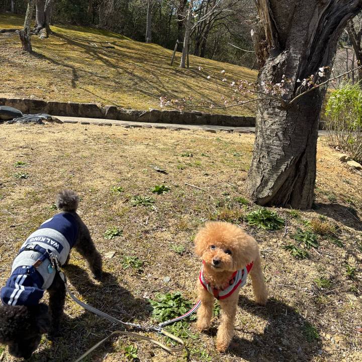 95e7445d 4733 445f 9db4 37f026f28ff5 1743412584212