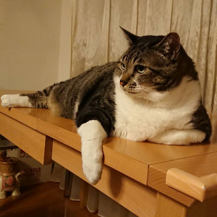 95e8a2dc 03ff 4c0f 8503 290e1d609596 1541769752651