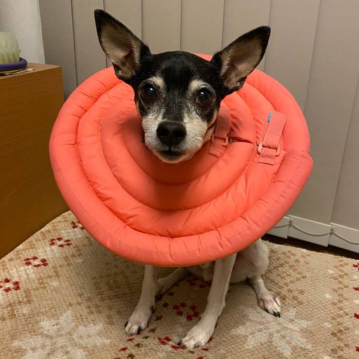 95e940da d725 4b5d 90e0 0950627b5ff1 1618315765439