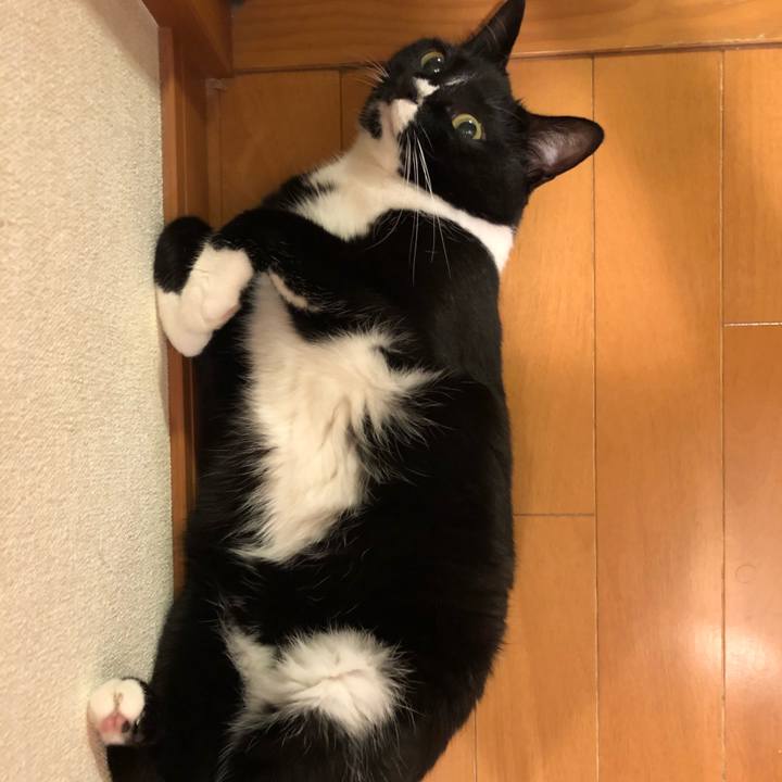 95e98e9f 74ea 41a5 a80b ce7130ef9a4b 1526507356871