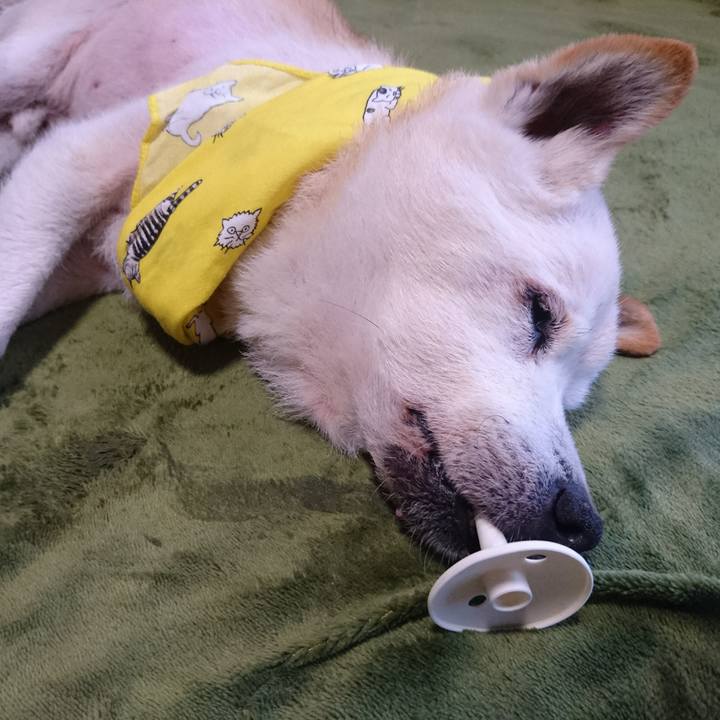 95edd278 1856 4855 9d04 49ebf756b400 1530575583609