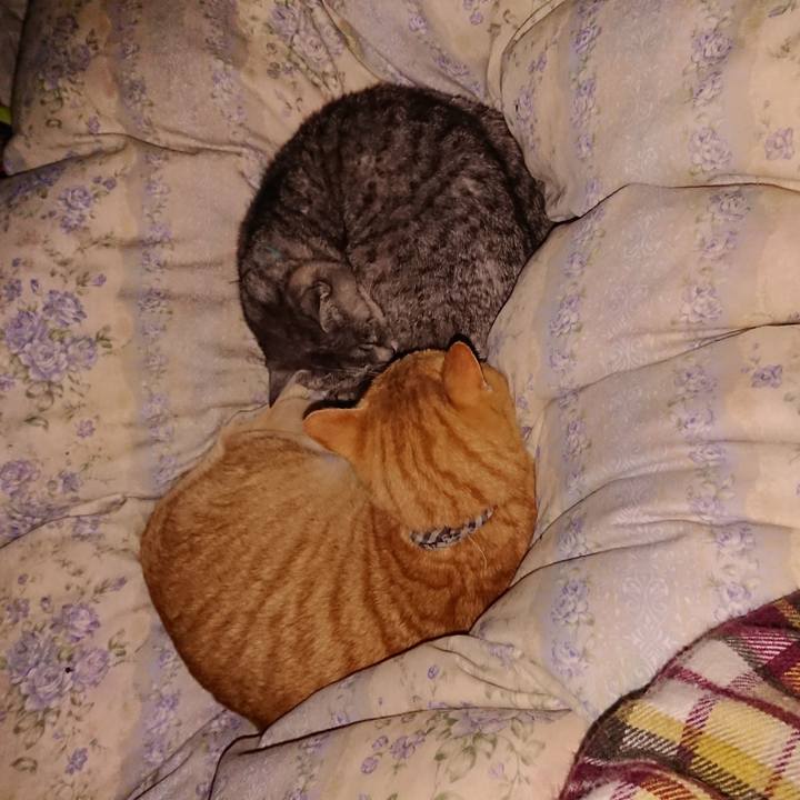 95f0c8cb 5a74 4cf3 bfb6 cfc0256828a0 1576174313439