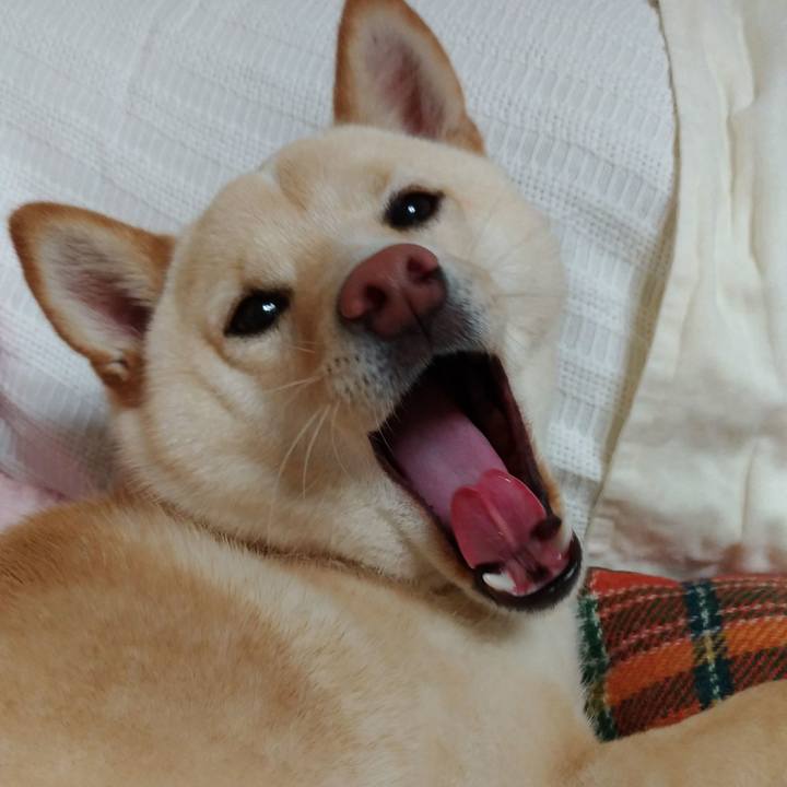 95f13339 55f2 41dc b6ac 6211449878ba 1525000116393