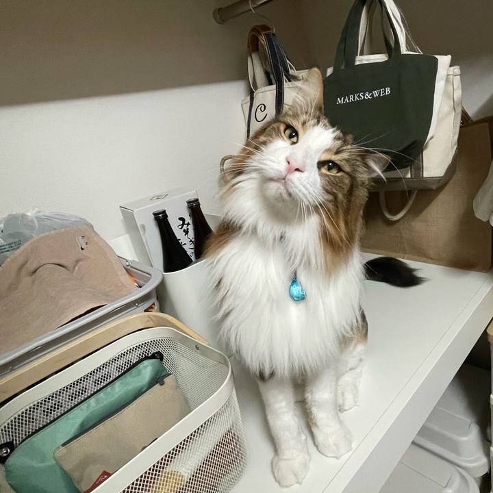 95f2d85f 454e 46ff b249 fd9b0a2d1550 1720727848447