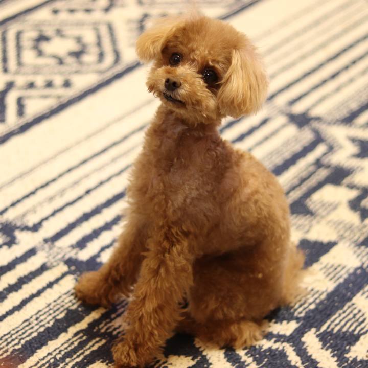 95f79eed 664d 41da 9a0d 514ca5c14760 1558261939806