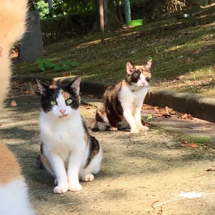 95f8c4f1 4dd6 406c 86d0 eabea117394f 1532234142247