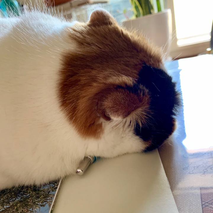 95f91f80 850c 4807 bd6e 1dce9b76a8ae 1562647703841