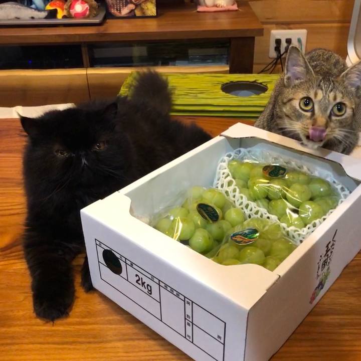 95fd5c4e 11eb 436a afc3 4ba58697877b 1570201873943