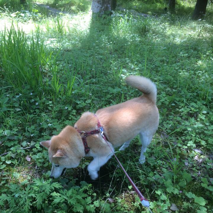 95ff9e30 9ac7 453d a788 db938d7d898a 1527433828509