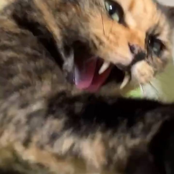 9603b55a ddff 4673 8334 36319a3d5023 1731317943041