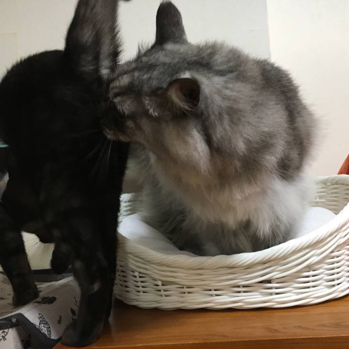 96045529 f2f1 401e a75b 08ee8c5d3896 1555083920087