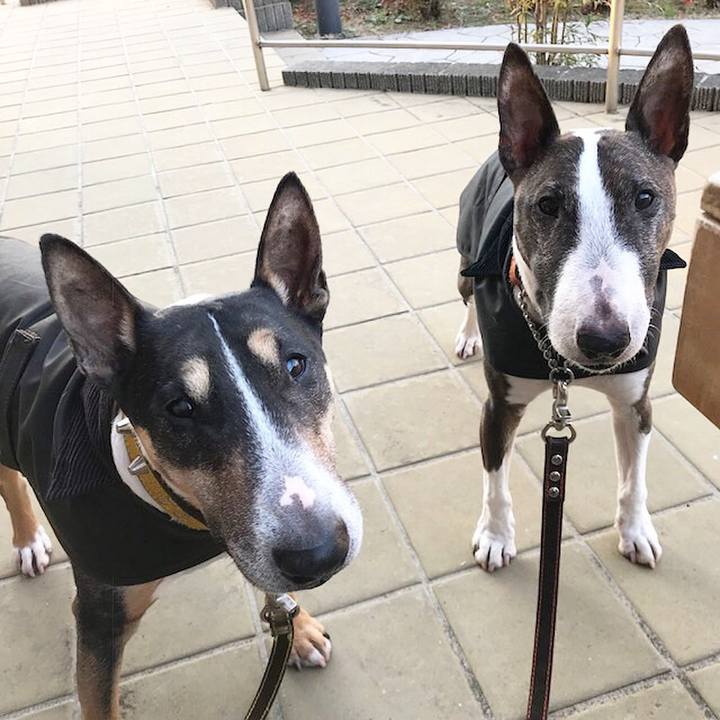 9604e261 719d 4456 88c5 36ae3ba66acb 1513580287377