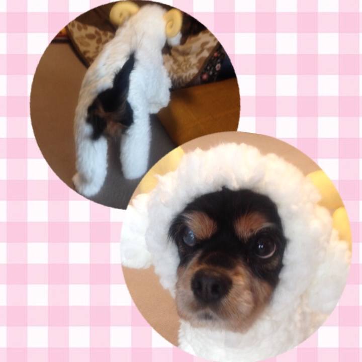 960669d1 2d4f 4bd8 b460 f6879576001b 1507981772565