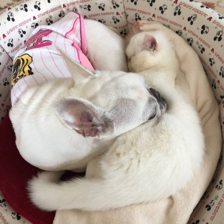 96068ecf 50a2 47a3 998b 68f7c5f79288 1554017395321