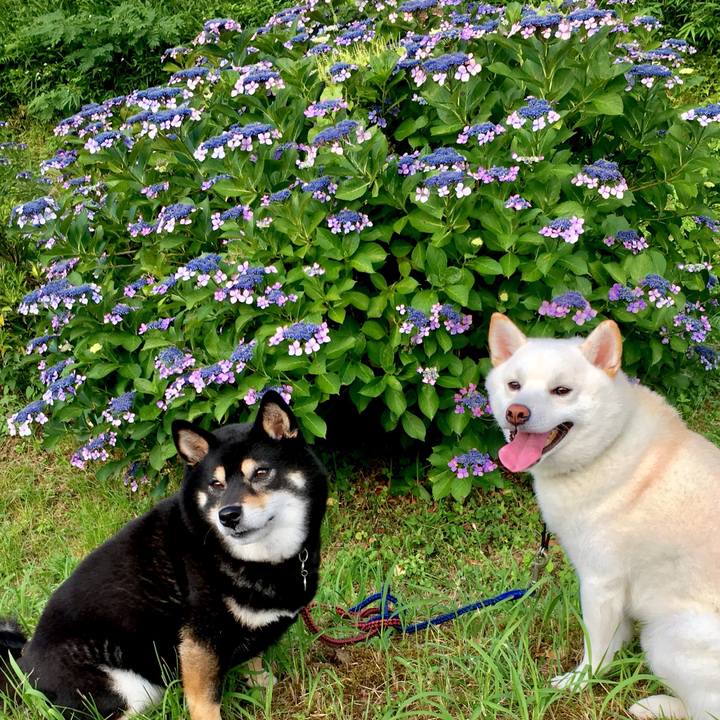 9607b76b 820c 48a5 aab7 243aff1e7c83 1530658641765