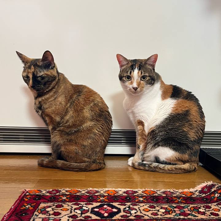 96081567 bb79 44ef 91c2 9ba525c10c67 1765838550372