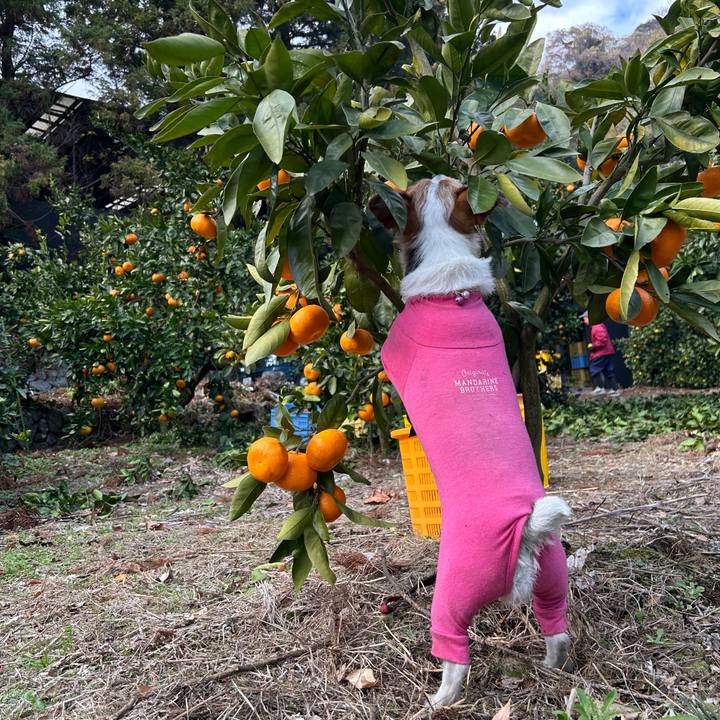 960ad924 34d0 40ae 9e68 063f1e2b7a79 1765851254676