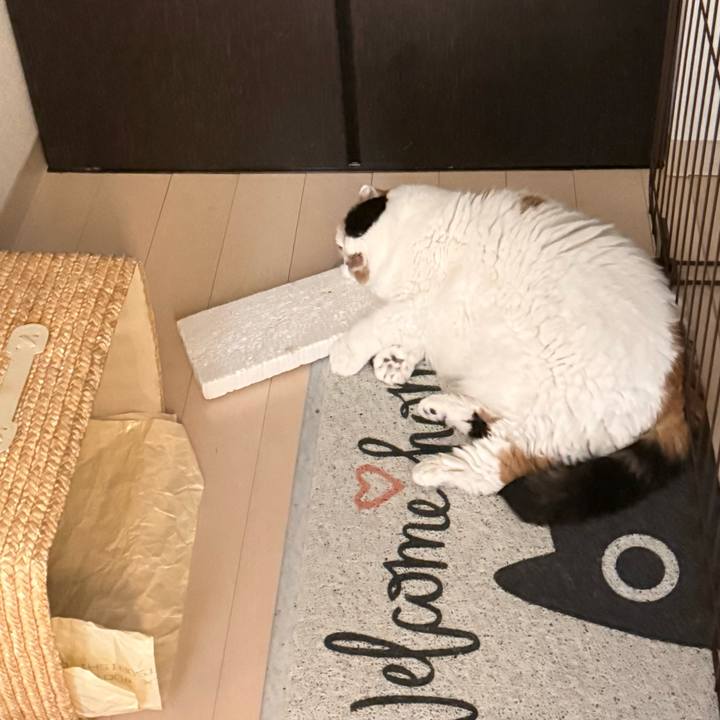 960fe903 4817 4a88 8274 78b7cac3b842 1759204312536