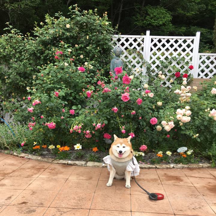 960ff33e 39b6 4fb4 a6a9 fd644affd9a9 1559046819774