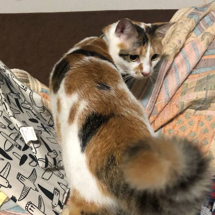 96126d8f 4dd1 4142 a184 c70c33a367a7 1596551669845